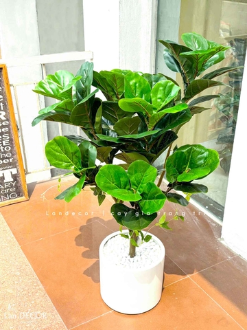 Cây bàng Singapore trang trí nội thất Landecor ( 105cm) - LC3170