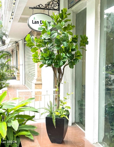 Cây Bàng Giả Decor- Cây Bàng Lá Non Thiết Kế Tiểu Cảnh Cửa Hiệu, Trung Tâm Thương Mại (210cm)- CC1114