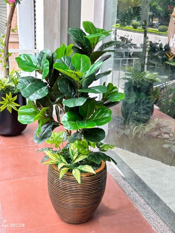 Cây Bàng Giả- Cây Bàng Trang Trí Nhà, Văn Phòng, Cửa Hiệu Đẹp Tự Nhiên (120cm)- CC1136