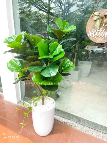 Cây bàng Singapore trang trí nội thất Landecor ( 105cm) - LC3170
