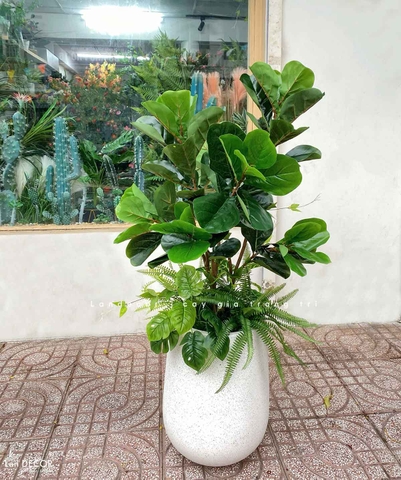 Cây bàng Singapore trang trí nội thất Landecor ( 105cm) - LC3170