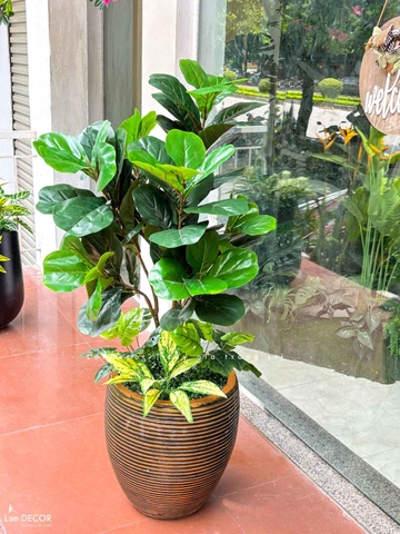 Cây Bàng Giả- Cây Bàng Trang Trí Nhà, Văn Phòng, Cửa Hiệu Đẹp Tự Nhiên (120cm)- CC1136