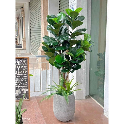 Cây Giả Decor- Cây Bàng Thiết Kế Trang Trí Không Gian (145cm)- CC1045