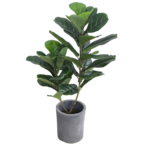 cây bàng singapore giả