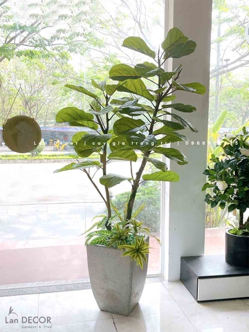 CHẬU CÂY BÀNG SINGAPORE TRANG TRÍ NỘI THẤT HIỆN ĐẠI (1M8)- CC830