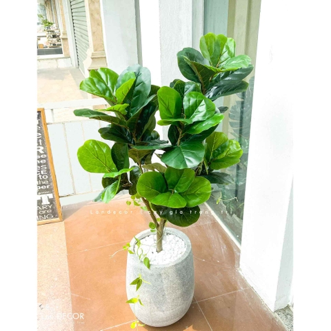 Cây bàng Singapore trang trí nội thất Landecor ( 105cm) - LC3170