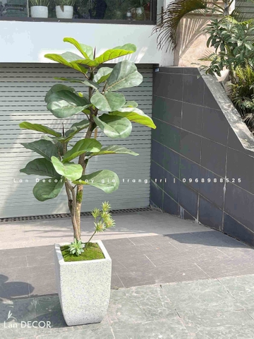 TỔNG HỢP CÁC MẪU CHẬU CÂY BÀNG SINGAPORE TRANG TRÍ TIỂU CẢNH XANH MÁT