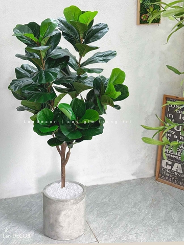 Cây Giả Decor- Cây Bàng Thiết Kế Trang Trí Không Gian (145cm)- CC1045