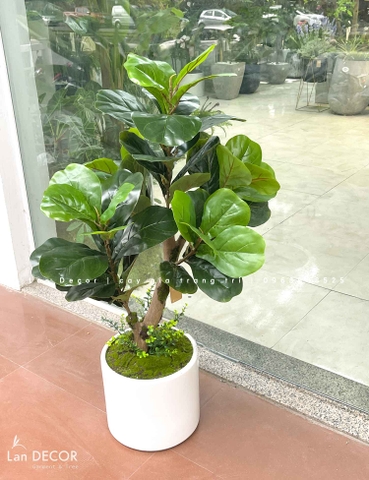 Cây Bàng Singapore Decor Nhà Hiện Đại (100cm)- CC1002