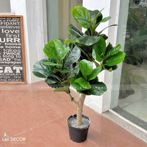 Cây Bàng Singapore Decor Nhà Hiện Đại (100cm)- CC1002