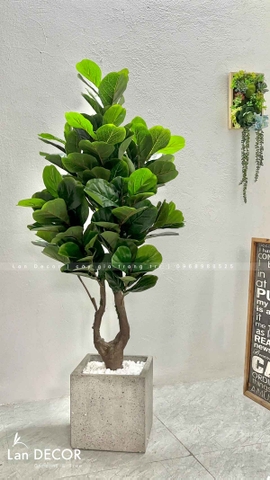 Cây Bàng Singapore Trang Trí Không Gian Hiện Đại (145cm)- CC992