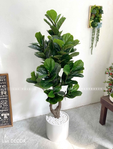 Cây Bàng Singapore Trang Trí Không Gian Hiện Đại (145cm)- CC992