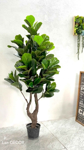 Cây Bàng Singapore Trang Trí Không Gian Hiện Đại (145cm)- CC992