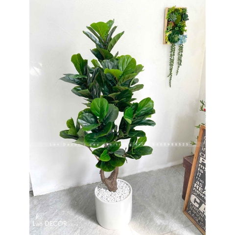 Cây Bàng Singapore Trang Trí Không Gian Hiện Đại (145cm)- CC992