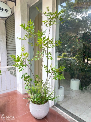 Nam Thiên Trúc Giả- Cây Nam Thiên Trúc Giả Decor Căn Hộ Hiện Đại (190cm)- LC3047-5