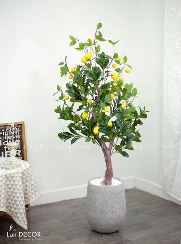 CÂY CHANH MỸ TRANG TRÍ PHONG CÁCH HIỆN ĐẠI (160CM) - CC152