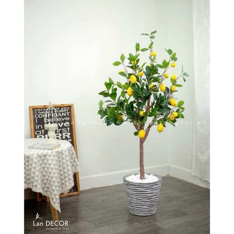 CÂY CHANH MỸ TRANG TRÍ PHONG CÁCH BẮC ÂU (130CM) - CC153