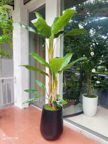 CHẬU CÂY CHUỐI CẢNH MIX TRANG TRÍ NỘI THẤT LAN DECOR - CC667