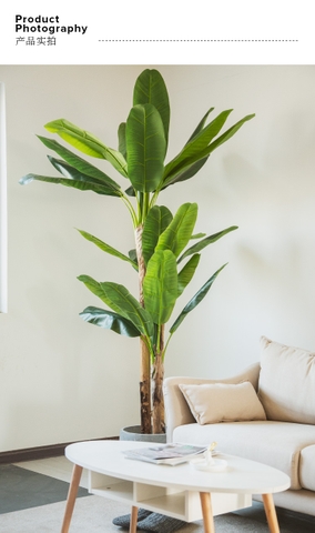 CÂY CHUỐI CẢNH (230cm) - LC1598