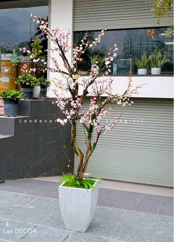 TỔNG HỢP CHẬU CÂY MAI, ĐÀO, MẬN TRANG TRÍ TẾT MANG MAY MẮN, TÀI LỘC