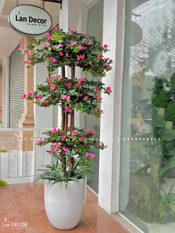 Cây Hoa Đỗ Quyên Thiết Kế Không Gian Đẹp (180cm)- CC996
