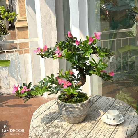 Cây hoa Đỗ Quyên bonsai thiết kế Lan Decor (55cm)- CC987-1