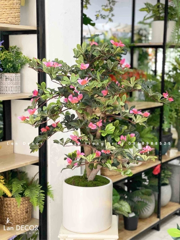 Cây hoa Đỗ Quyên dáng bonsai trang trí LanDecor (100cm) - CC580