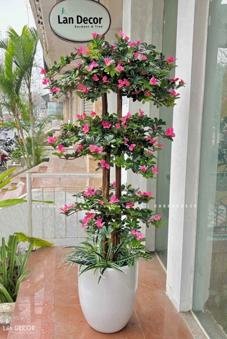 Cây Hoa Đỗ Quyên Thiết Kế Không Gian Đẹp (180cm)- CC996