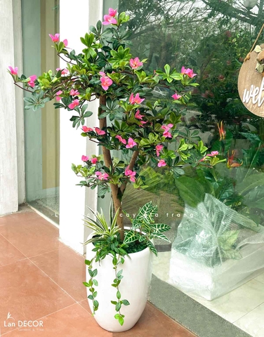 Cây Đỗ Quyên Thiết Kế Lan Decor (130cm)- CC959