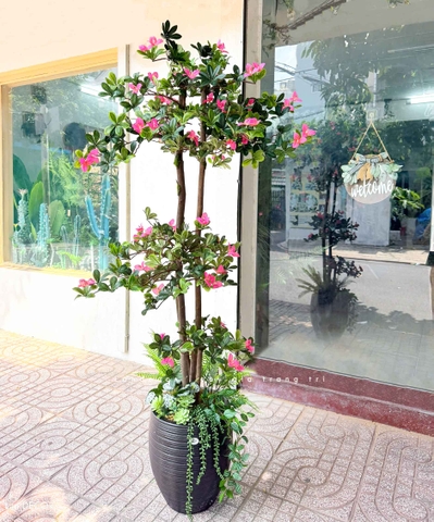 Cây hoa Đỗ Quyên cây cảnh trang trí 165 cm - LC2450