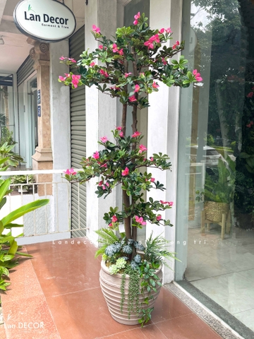 Cây hoa Đỗ Quyên cây cảnh trang trí 165 cm - LC2450