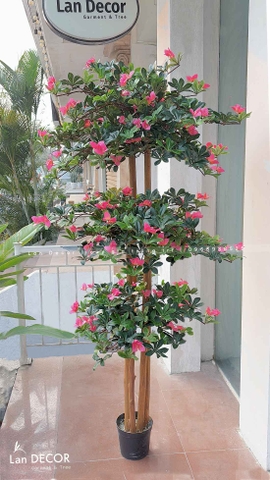 Cây Hoa Đỗ Quyên Thiết Kế Không Gian Đẹp (180cm)- CC996