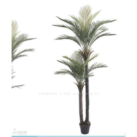 Cây Giả - Cây Dừa Giả 2 Thân Thiết Kế Văn Phòng Hiện Đại (210cm)- LC3567- ghép