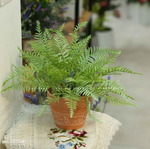 Cây Dương Xỉ Để Bàn Decor Xanh Mát - CC1041