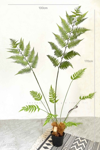 Dương Xỉ Tiểu Cảnh- Dương Xỉ Culi Thiết Kế Tiểu Cảnh, Decor Không Gian Độc Đáo, Ấn Tượng