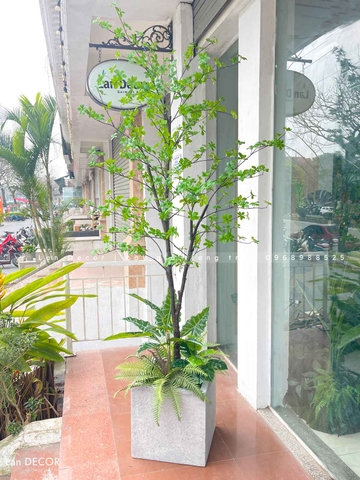 Cây Thạch Nam Nhật Bản Thiết Kế Không Gian Xanh (230cm)- CC1038