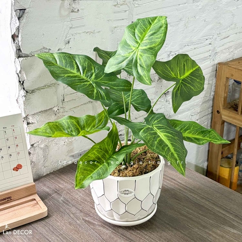 CÂY LÁ MÔN TRANG TRÍ NHÀ ĐẸP (40cm) - LC3258
