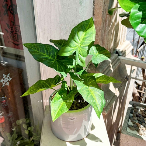 CÂY LÁ MÔN TRANG TRÍ NHÀ ĐẸP (40cm) - LC3258