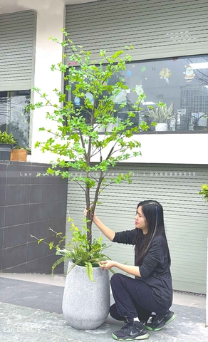 Cây Thạch Nam Nhật Bản Thiết Kế Không Gian Xanh (230cm)- CC1038
