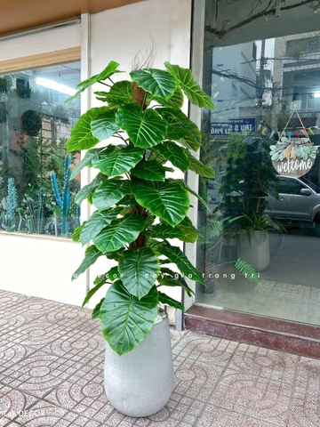 CÂY TRẦU BÀ CỘT TRANG TRÍ NỘI THẤT ĐẸP (145cm) - LC1992-1