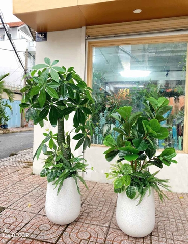 CÂY KIM NGÂN (135cm) - LC1988