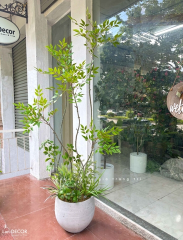 Nam Thiên Trúc Giả- Cây Nam Thiên Trúc Giả Decor Căn Hộ Hiện Đại (190cm)- LC3047-5