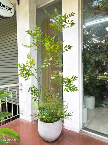 Nam Thiên Trúc Giả- Cây Nam Thiên Trúc Giả Decor Căn Hộ Hiện Đại (190cm)- LC3047-5