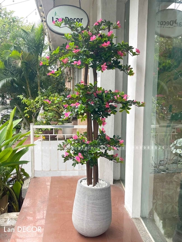 Cây Hoa Đỗ Quyên Thiết Kế Không Gian Đẹp (180cm)- CC996