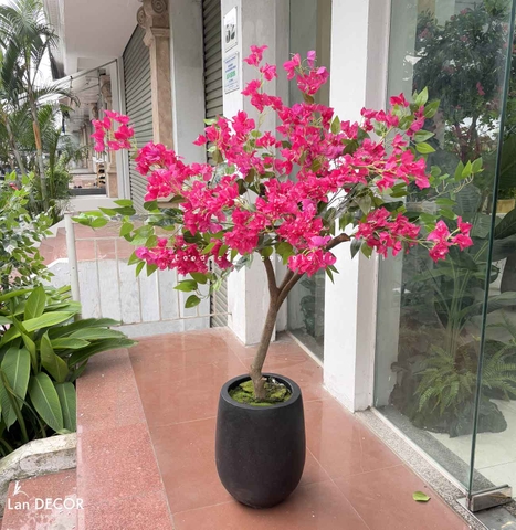 Cây Giả Decor- Cây Hoa Giấy Giả Thân Gỗ Tự Nhiên Trang Trí Cửa Hiệu (145cm)- CC1091