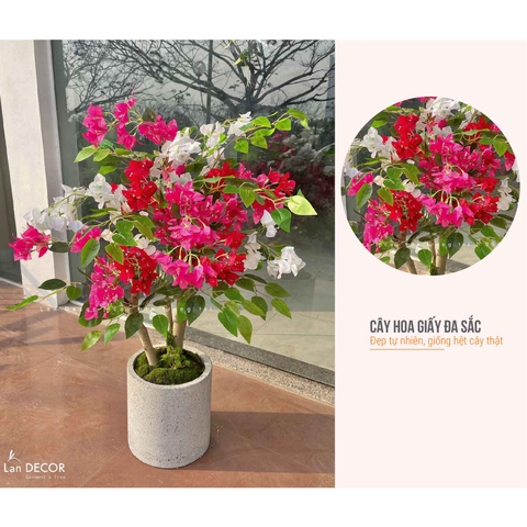 CHẬU CÂY HOA GIẤY TRANG TRÍ BỀN ĐẸP (90CM)- CC772