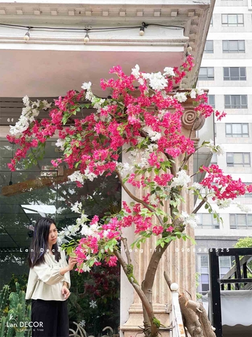 CÂY HOA GIẤY TRƯNG BÀY CỬA HÀNG HÚT MẮT (2m8)- CC881