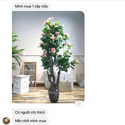 cây hoa hồng