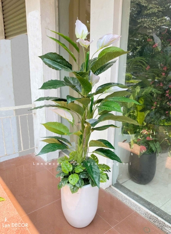 chậu cây lan ý