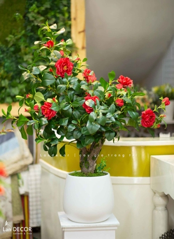 Cây Hoa Decor- Cây Hoa Trà Giả Thiết Kế Căn Hộ, Trang Trí Tinh Tế, Màu Sắc Ấm Cúng (80cm)- CC1233